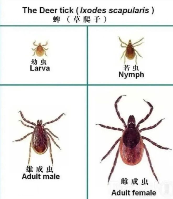 杨瀚森正式抵达赌城：结束世预赛火速归队 11日迎开拓者夏联首战