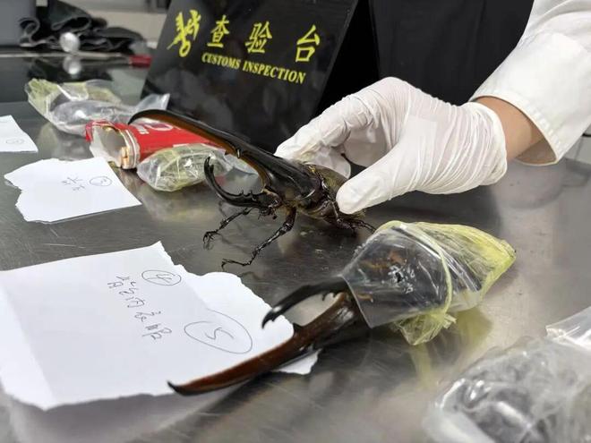 争议!曝同曦开顶薪年薪差距太大:郭昊文600万 赵柏清仅150万